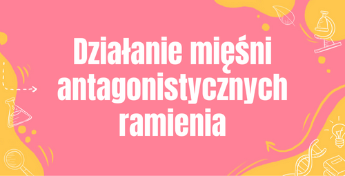 Mięśnie antagonistyczne